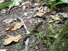 Dactylocnemis pacificus