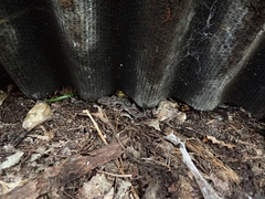 Dactylocnemis pacificus