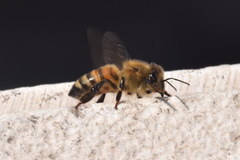 Apis mellifera