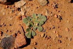 Oxalis pulchella