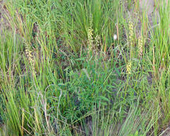 Crotalaria lanceolata lanceolata
