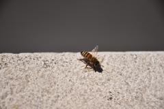 Apis mellifera