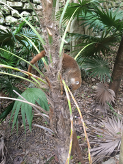 Nasua narica yucatanica