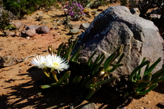 Monilaria obconica