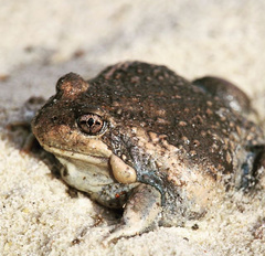 Limnodynastes dumerilii dumerilii