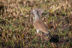 Vanellus melanopterus minor