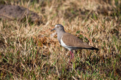 Vanellus melanopterus minor