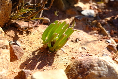 Monilaria obconica