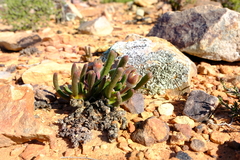 Monilaria obconica