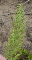 Asplenium adiantum-nigrum adiantum-nigrum