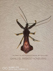 Sosius foliaceus