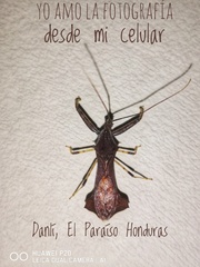Sosius foliaceus