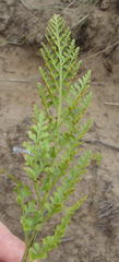 Asplenium adiantum-nigrum adiantum-nigrum