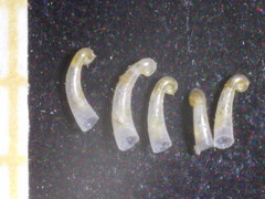 Caecum clarkii