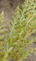 Asplenium adiantum-nigrum adiantum-nigrum