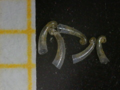 Caecum clarkii