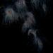 Apolemia - Photo (c) underwaterwendy,  זכויות יוצרים חלקיות (CC BY-NC)