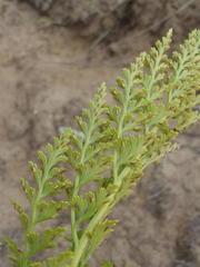 Asplenium adiantum-nigrum adiantum-nigrum