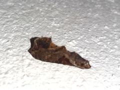 Plusiodonta clavifera