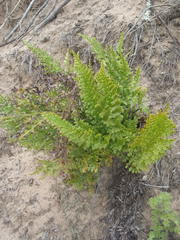 Asplenium adiantum-nigrum adiantum-nigrum