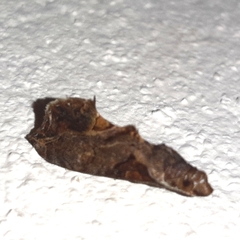 Plusiodonta clavifera