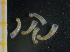 Caecum clarkii