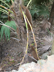 Nasua narica yucatanica