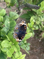 Junonia orithya