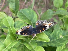 Junonia orithya
