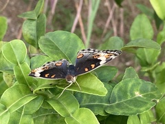 Junonia orithya