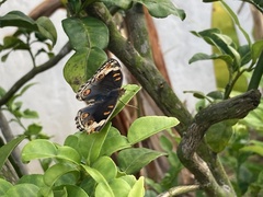 Junonia orithya