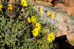 Ursinia pilifera