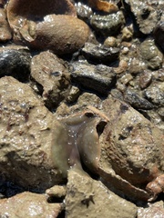 Leptoplanoidea