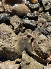 Leptoplanoidea