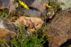 Ursinia pilifera