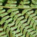 Marginal Wood Fern - Photo no rights reserved