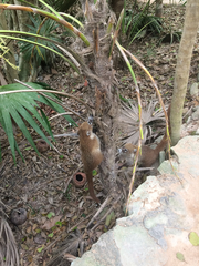 Nasua narica yucatanica