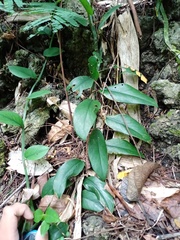 Rhaphidophora