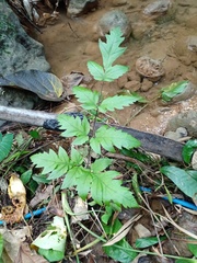 Tectaria melanocaulos