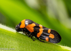 Cosmoscarta dimidiata