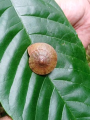 Dyakia clypeus