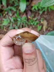 Dyakia clypeus