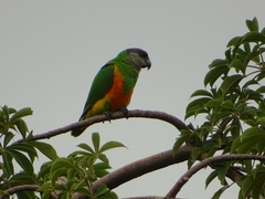 Poicephalus senegalus