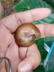 Dyakia clypeus