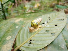 Amphidromus furcillatus