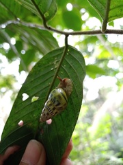 Amphidromus furcillatus