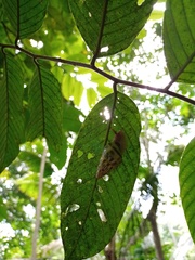 Amphidromus furcillatus