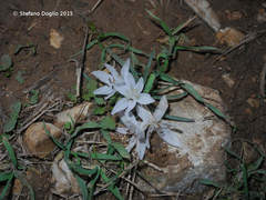 Colchicum tuviae