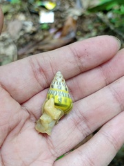 Amphidromus furcillatus