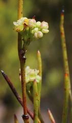 Centella thesioides